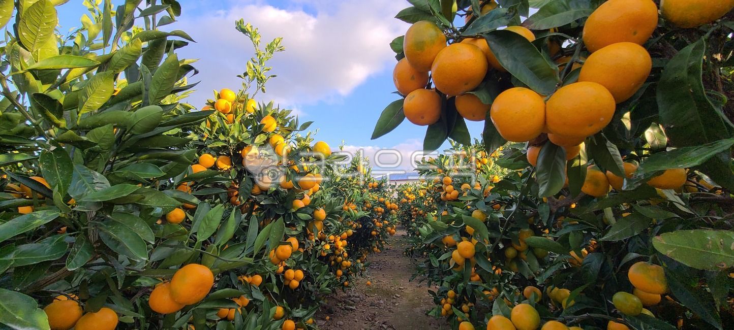 감귤류과일, plant, 식물, fruit, 과일, 사진,이미지,일러스트,캘리그라피 - Nmoonyounghwa작가