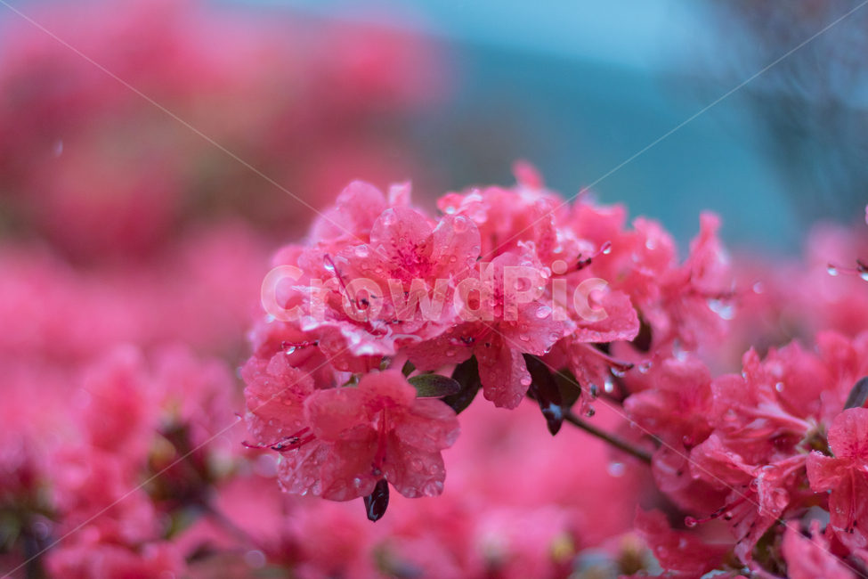 꽃,봄,꽃사진,봄풍경,봄꽃,비오는풍경,빗방울,비맞는꽃,봄,계절,spring,season,식물,자연,plants,nature,꽃,flower,색깔,색상,색채,색감,color sense,color sensitivity,feeling of color,비,비오는날,rain,rainy,plant,geranium,제라늄,blossom
