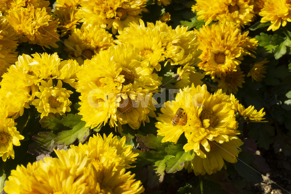 가을,국화,벌,꿀벌,국화꽃,꽃,가을풍경,식물,자연,plants,nature,꽃,flower
