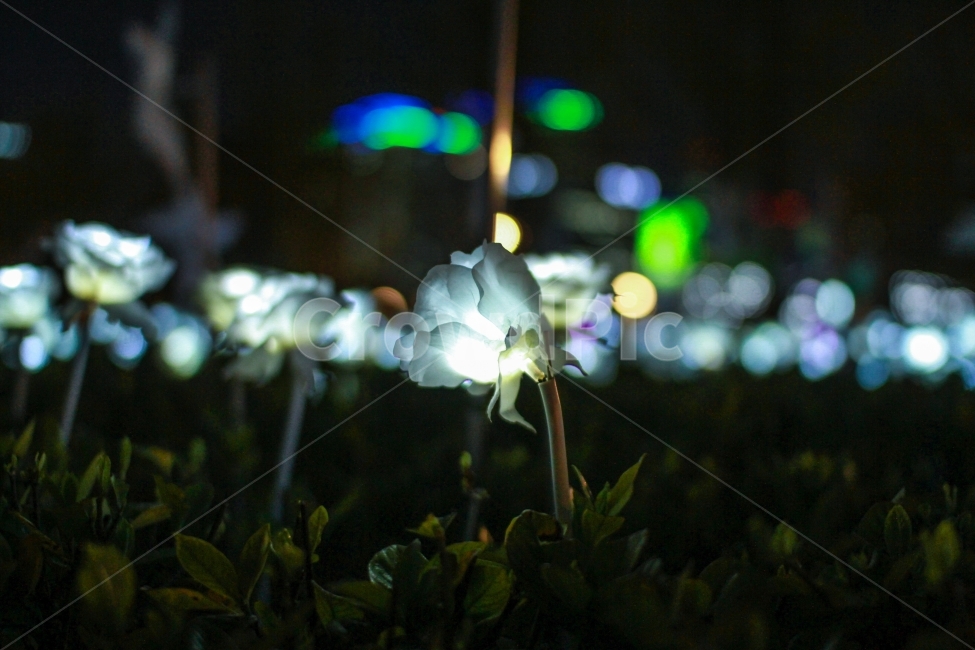 장미,부산,야경,대한민국,한국,꽃,rose,busan,nightview,Republic of Korea,korea,LED,영롱함,밤,NIGHT,야경,밤,풍경,nightscape,night,landscape,blossom,geranium,제라늄,flower,plant,식물
