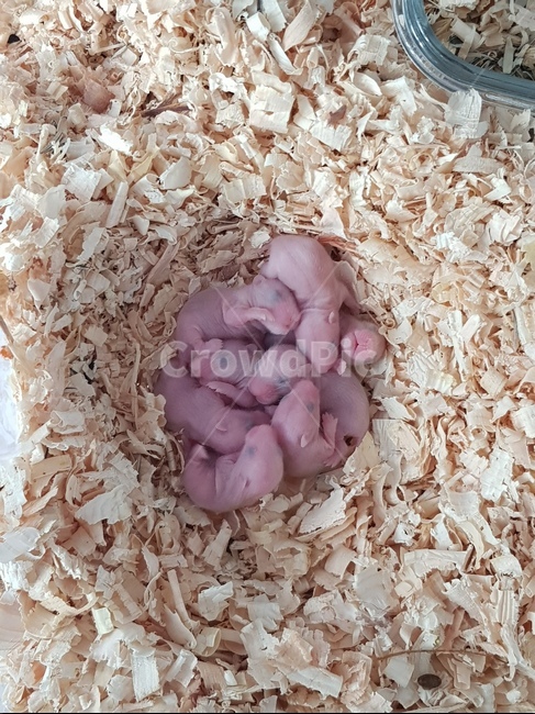 햄스터,새끼,탄생,신비로움,출산,톱밥,동물,animal