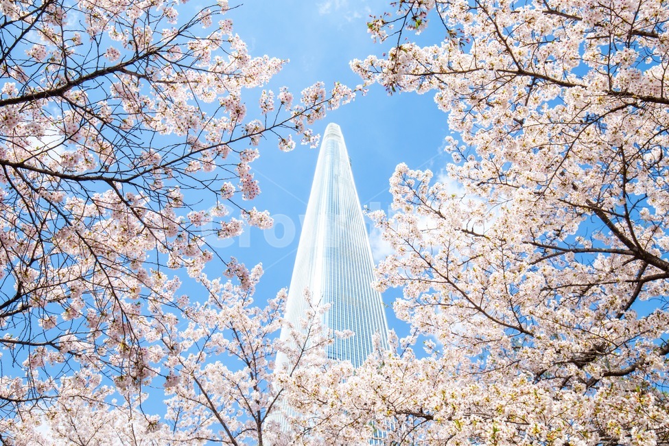 봄,타워,건물,빌딩,벚꽃,나무,하늘,풍경,계절,spring,season,nature,flower,꽃,자연,식물,봄,계절,spring,season,랜드마크,landmark,tourist attraction,한국랜드마크,한국관광지,한국명소,korea landmark,korea tourist attraction,식물,자연,plants,nature,꽃,flower,건축물,건물외관,exterior,building,structure,architecture,construction,cherry blossom,plant,blossom