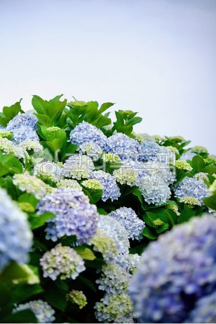 Hydrangea,summer flower,hydrangea,purple hydrangea,sky blue hydrangea,blue hydrangea,blue flower,hydrangea festival,hydrangea field,hydrangea bouquet,flower,flower,emotion,summer,nature,nature