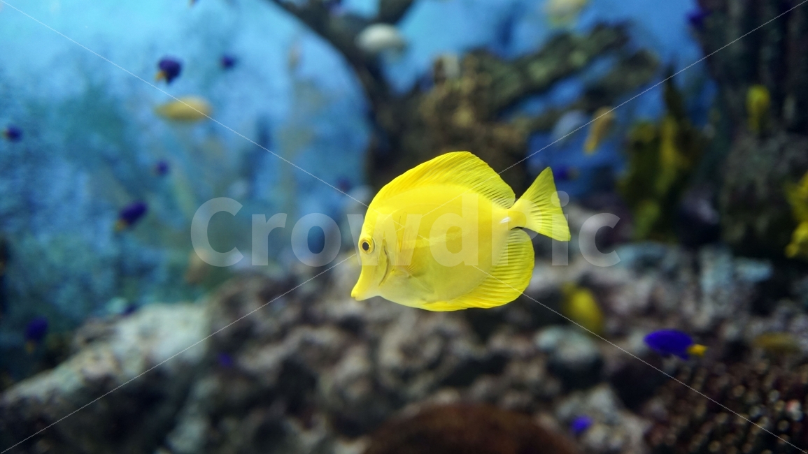 수족관,아쿠아리움,물속,바다,해양,물고기,생선,fish,어류,sea,동물,열대어,관상어,노랑양쥐돔,Yellowtang,animal,수중,생명,자연,nature,물결,동물,animal,어류,물고기,fish