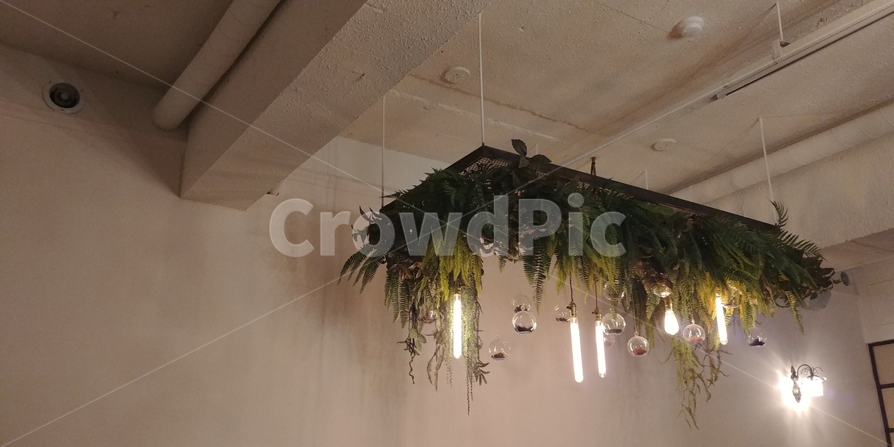카페,조명,빛,천장,은은함,사색,cafe,light,식물