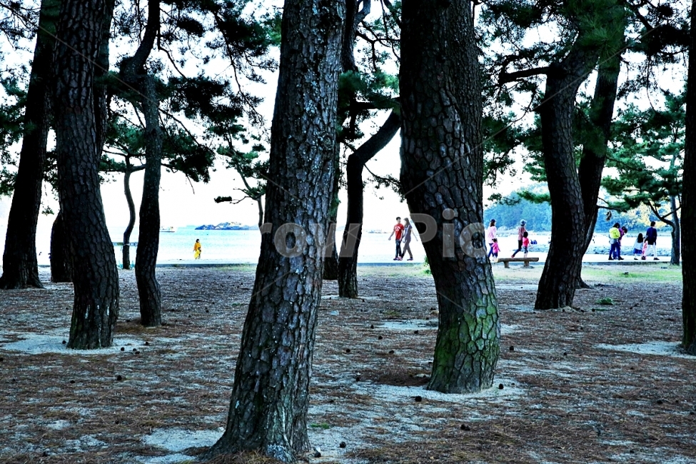 남해,상주해변,상주해수욕장,은모래해변,남해여행,식물,자연,plants,nature,나무,trees,wood