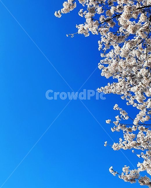벚꽃,푸른하늘,봄,자연,파랑,봄,계절,spring,season,nature,outdoors,옥외,ice,빙