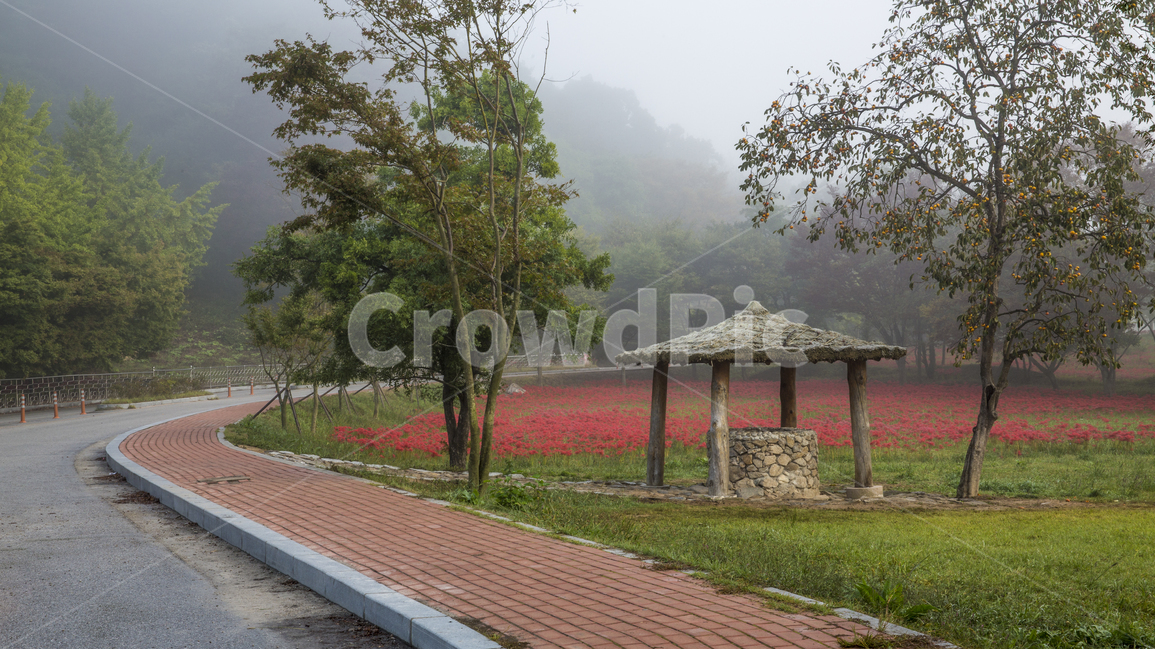 자연,풍경,식물,꽃,빨간,빨간꽃,계절,가을,상사화,꽃무릇,불갑사,축제,상사화축제,꽃밭,아침,안개,공원,숲,나무,꽃길,알뿌리,구근류,알뿌리식물