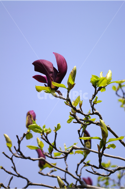 자목련,식물,flower,plants,nature,꽃,꽃봉오리,하늘,식물,자연,plants,nature,꽃,flower
