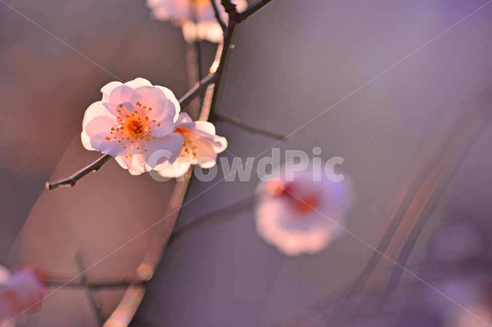 봄꽃,살구꽃,시즌,계절,꽃,플라워,마크로,접사,근접,클로즈업,flowers,season,배경,바탕,백그라운드,야외,옥외,아웃도어,plant,식물,bokeh,봄,계절,spring,season,식물,자연,plants,nature,꽃,flower