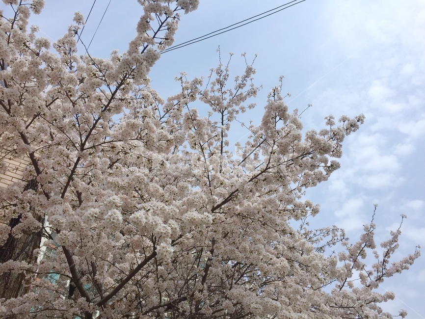 봄,벚꽃,cherryblossom,flowers,풍경,봄꽃,벚꽃나무,계절,springseason,식물,자연,plants,nature,꽃,flower,나무,trees,wood,감성,sensible,feeling,하늘,구름,sky,cloud,양떼구름