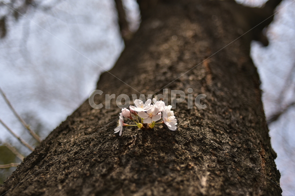 봄,자연,벛꽃,나무,풍경,봄,계절,spring,season,식물,자연,plants,nature,꽃,flower,plant