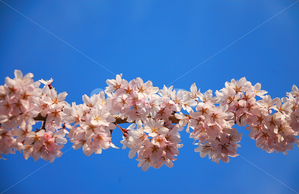 plant,식물,꽃,flower,blossom,식물,자연,plants,nature,꽃,flower