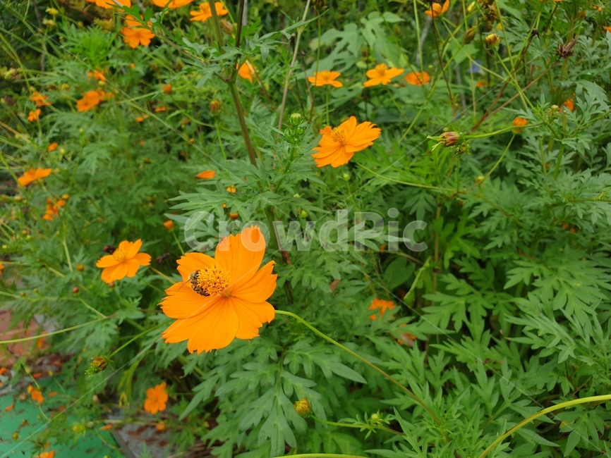 plant,leaf,자연,가을,코스모스,벌,honey,bee,flower,주황색,주황색꽃,가을꽃,꿀먹는벌,cosmos,가을느낌,식물,자연,plants,nature,꽃,flower,곤충,벌레,insect,bug