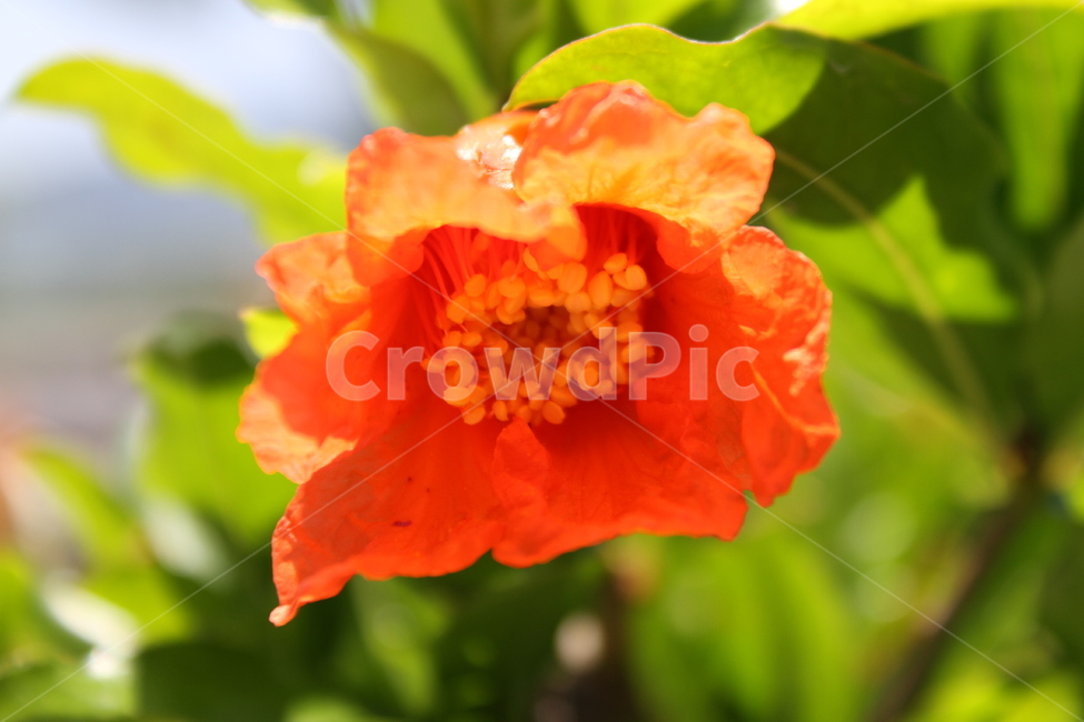 pomegranate flower,ornamental tree,garden tree,plant,pomegranate,Pomegranate