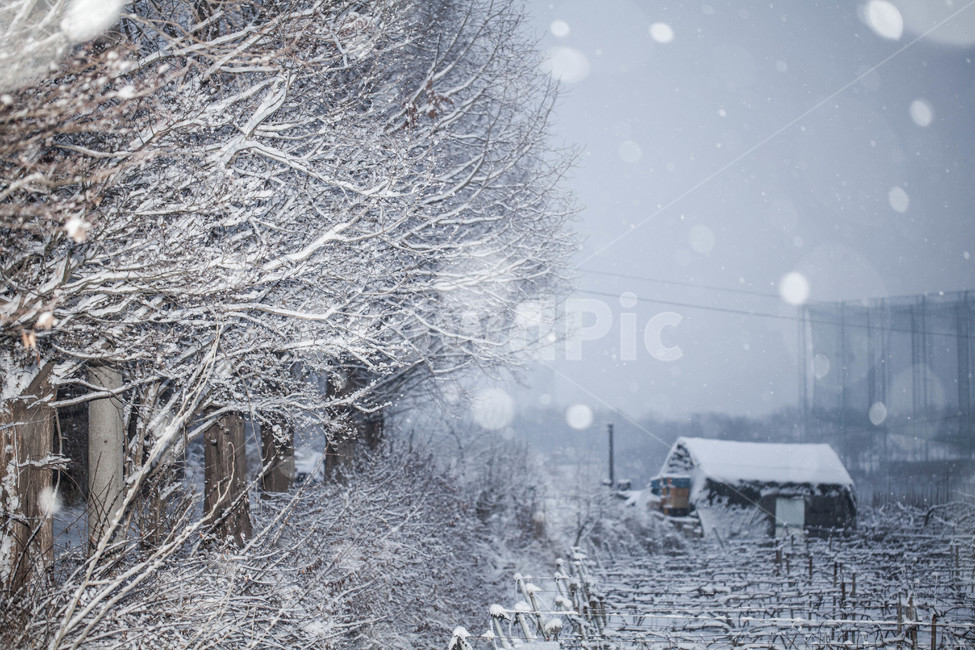 겨울,설경,snow,winter,계절,겨울,계절,winter,season,자연,풍경,nature,landscape,outdoors,옥외,blizzard,눈보라,storm,폭풍,눈