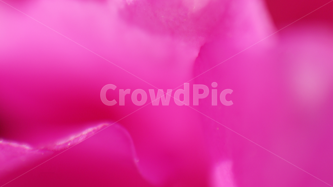 봄,배경색,몽환적,환상적,기분좋은,식물,꽃,flower