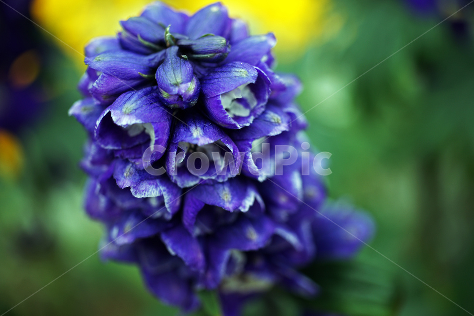 델피이움,초화류,꽃,화초,flower,식물,관상용,delphiniumornatum,식물,자연,plants,nature,꽃,flower