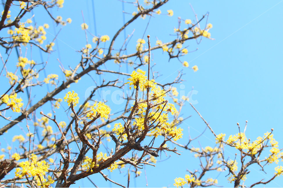 산수유,꽃,봄,하늘,자연,spring,노랑,노란색,yellow,봄,계절,spring,season,식물,자연,plants,nature,꽃,flower,plant