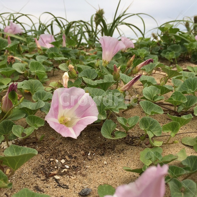 나팔꽃,꽃,lobedleafpharbitis,바다꽃,flower,식물,자연,plants,nature,꽃,flower