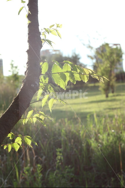 아침,빛,햇살,맑음,풍경,잎,식물,자연,plants,nature,나무,trees,wood,휴식,힐링,rest,relaxation,healing