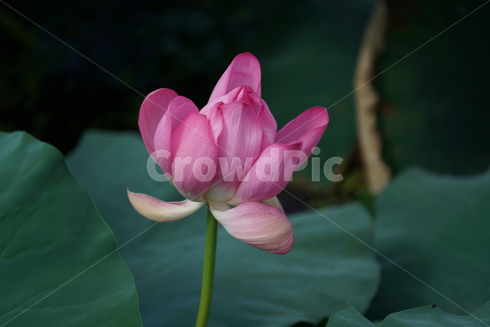 연꽃,연,lotus,수련,plant,식물,blossom,flower,꽃,식물,자연,plants,nature,꽃,flower