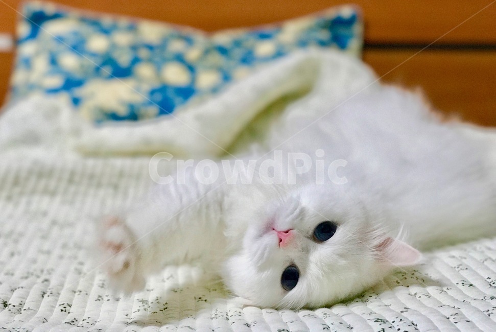 고양이,냐옹이,애완동물,반려동물,cat,집사,터키쉬앙고라,러시안블루