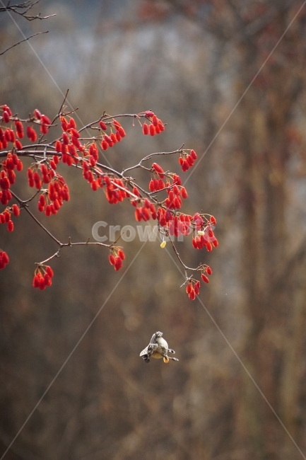 박새,산수유,자연,철새,겨울,겨울,계절,winter,season,식물,자연,plants,nature,동물,animal,조류,새,birds,과일,열매,fruit