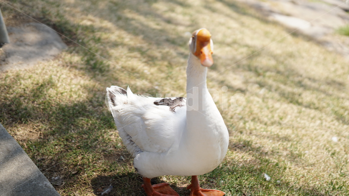 poultry,가금류,bird,fowl,animal,동물,goose,거위,새,동물,animal,조류,새,birds