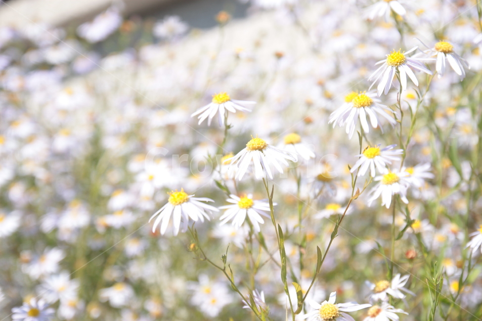 데이지,들꽃,daisy,꽃,꽃밭,꽃배경,식물,자연,plants,nature,꽃,flower