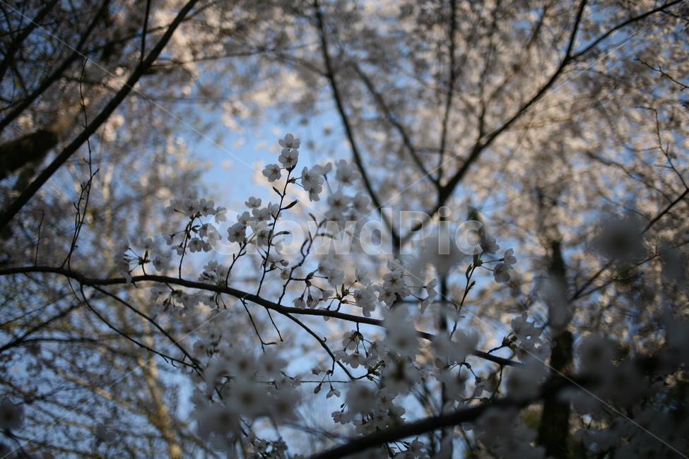 꽃,벚꽃,flower,cherryblossom,정릉,blossom,plant,식물