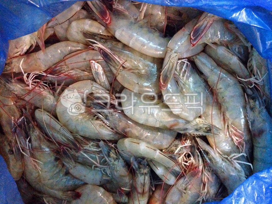새우,급냉,생새우,급냉새우,냉동새우,싱싱한,신선한,해산물,해물,수산물,수산시장,식재료,날음식,음식,요리,식사,meal,cook,food,시장