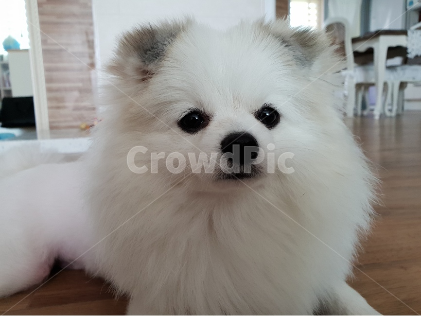 반려견,강아지,개,dog,반려동물,귀여움,섹시,애완동물,애완견,동물,animal,포유류,mammal,개,강아지,dog,doggy