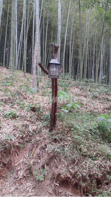 담양,죽녹원,대나무,대나무길,가로등
