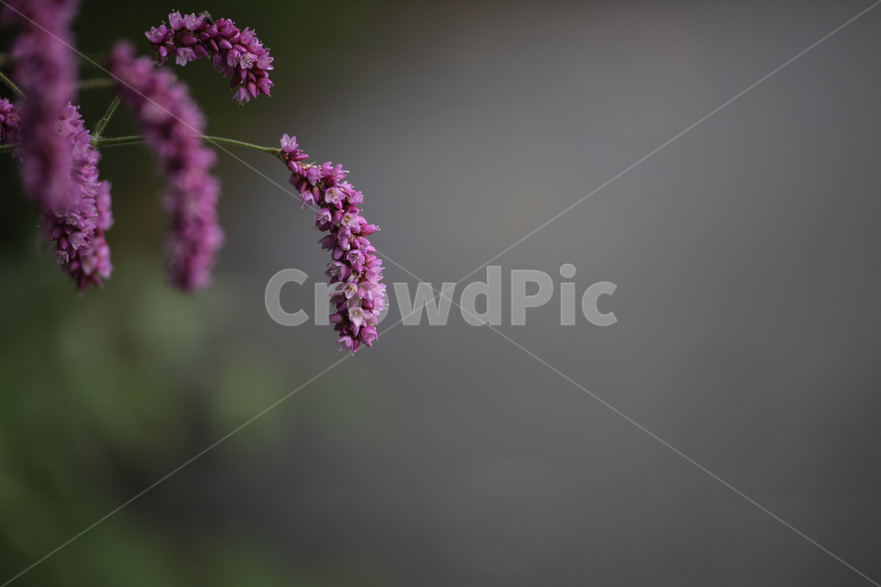 식물,자연,꽃,털여뀌,여름,식물,자연,plants,nature,꽃,flower
