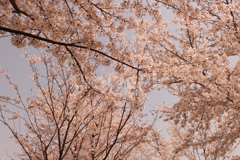 벚꽃,순결,봄,봄꽃,감성,식물,자연,plants,nature,꽃,flower