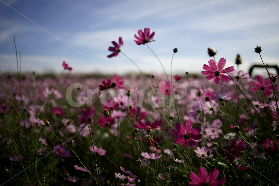 코스모스,하늘공원,가을,꽃,하늘,가을,계절,fall,autumn,season,식물,자연,plants,nature,꽃,flower,blossom,geranium,제라늄,plant,petal,꽃잎