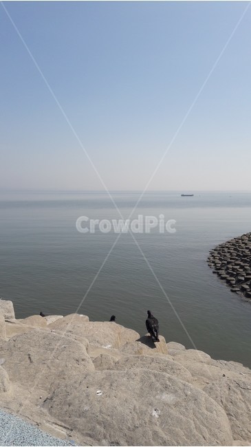 비둘기,바다,새,돌,물,자연,풍경,nature,landscape,동물,animal,조류,새,birds,bird,promontory,곶