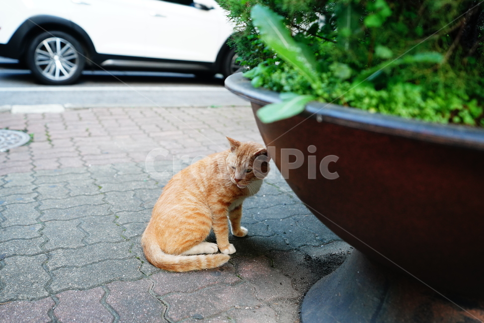 cat,고양이,동물,생물,생명,포유류,거리,animal