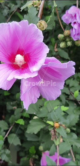 무공화,꽃,예쁜,분홍색,야생화,식물,flower
