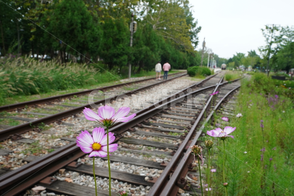 철도,레일,rail,기찻길,길,road,교통,인간,transportation,railway,꽃,코스모스