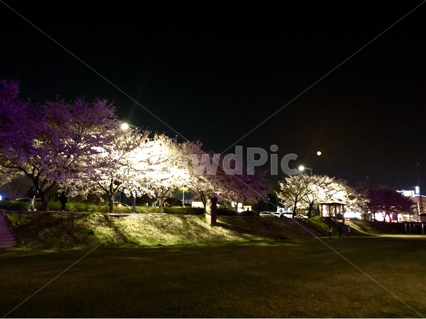 야경,벚꽃,공원,밤,분위기,봄,계절,spring,season,야경,밤,풍경,nightscape,night,landscape,plant,식물