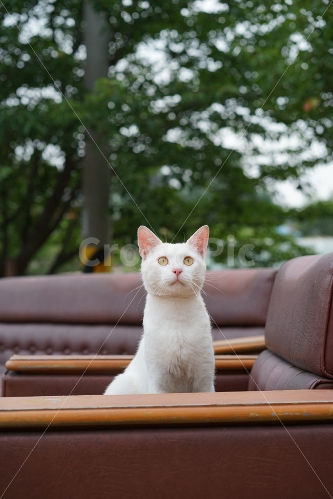고양이,흰고양이,하얀고양이,길고양이,코숏,코리안숏헤어,동물,animal,포유류,mammal,고양이,cat,kitten,kitty