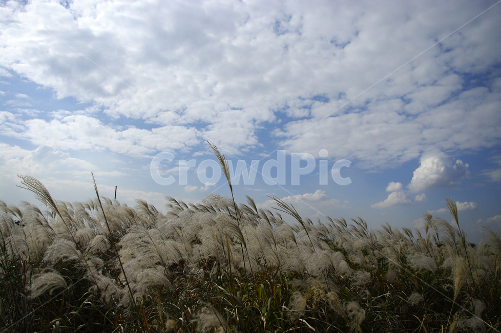 가을,억새,자연,nature,식물,plant,하늘,구름,자연,풍경,nature,landscape,grass,잔디,lawn,reed,갈대