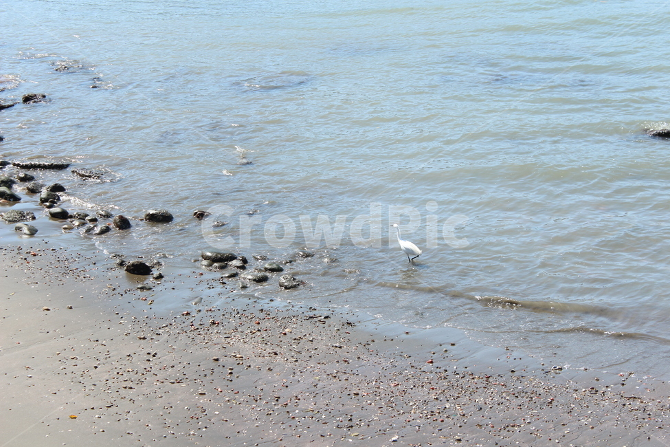 animal,동물,bird,새,dirtroad,흙길,road,도로,gravel,자갈,물