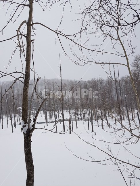 눈,삿포로,비에이투어,크리스마스트리,훗카이도,겨울,겨울,계절,winter,season,자연,풍경,nature,landscape,tree,나무,vegetation,초목,outdoors,옥외,forest,숲,land,땅,woodland,삼림지,plant,식물
