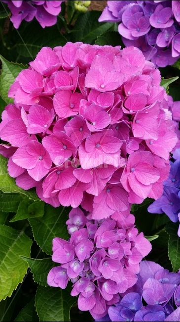 수국,봄,식물,화초,꽃,식물,자연,plants,nature,꽃,flower