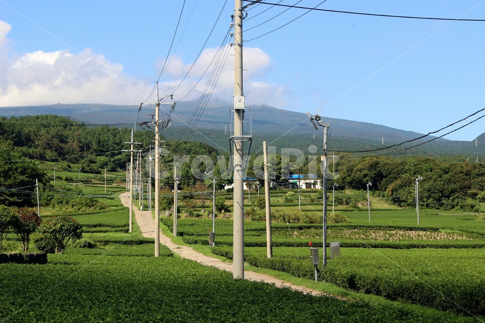 제주도,녹차밭,녹차,아름다운길,숲,시골,마을,풍경,landscape,country,rural,town