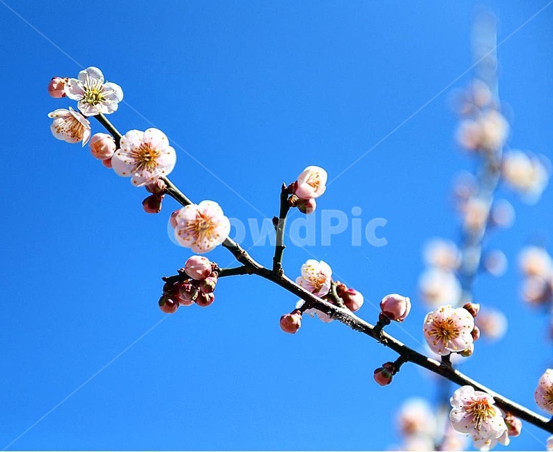 매화,봄꽃,예쁜매화사진,매화사진,예쁜봄꽃,봄,계절,spring,season,식물,자연,plants,nature,꽃,flower,plant