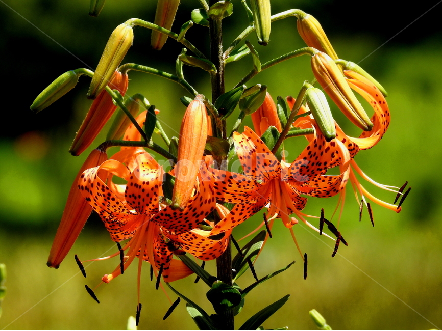 꽃,식물,자연,봄,풍경,식물,자연,plants,nature,꽃,flower